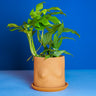 Terracotta Boob Plant Pot