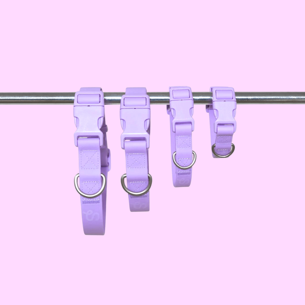 Dog collar Lilac - Re - leaf