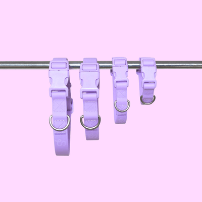 Dog collar Lilac - Re - leaf