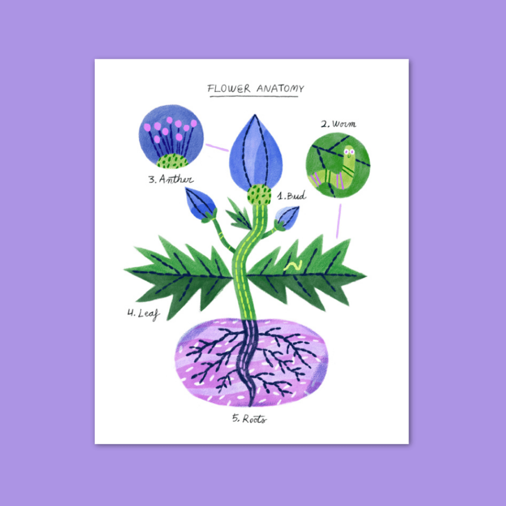 Flower Anatomy - Re - leaf