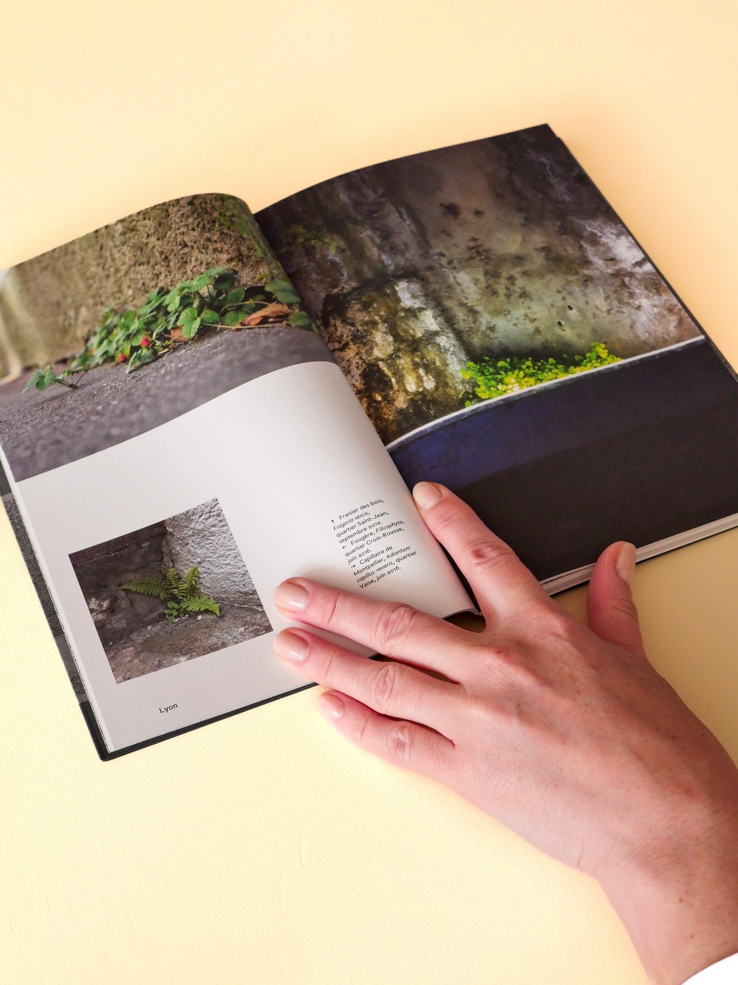 Les Plantes et Babylone Book - Re - leaf