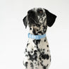 Dog Collar Blue - Re-leaf