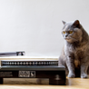 Cat Scratch Turntable