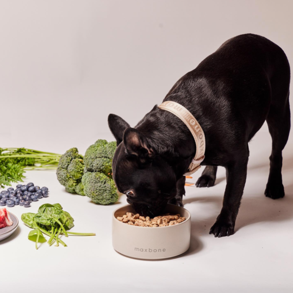 Signature dog Collar Peach - Re-leaf