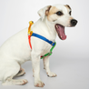 Sonia Dog Harness Yellow and Lime - Re-leaf