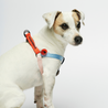 Sonia Dog Harness Vermillion and Cherry - Re-leaf