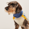 Donald Blue & Yellow Dog Sweater