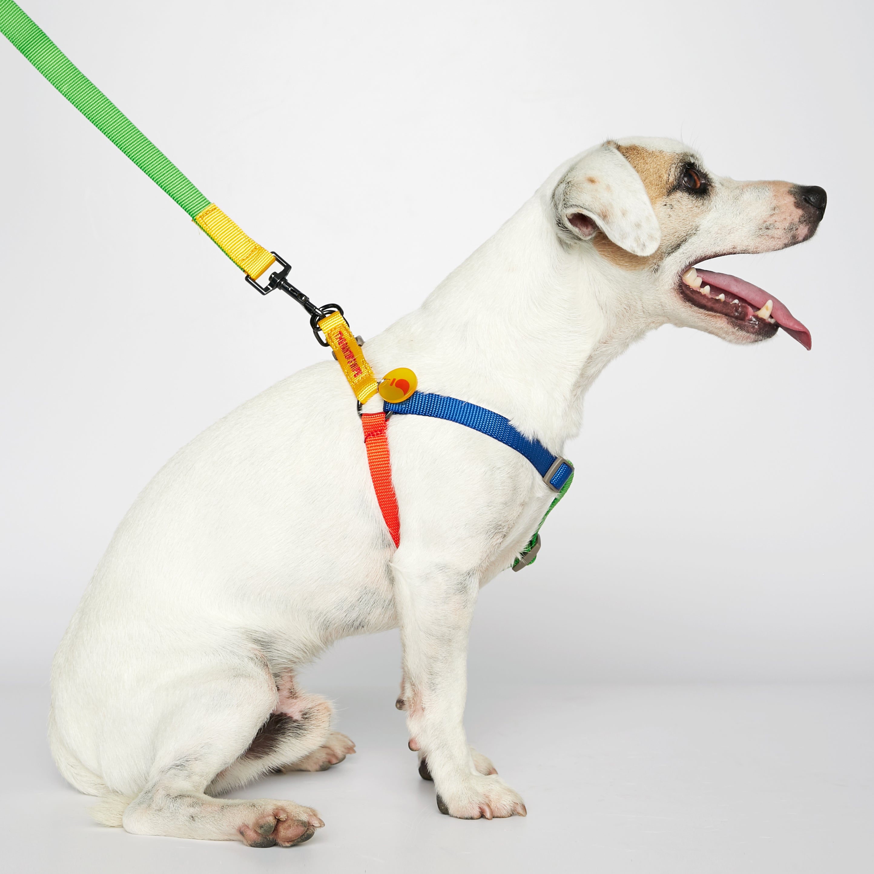 Sonia Dog Leash Yellow and Lime - Re-leaf