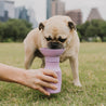 Mini Travel Dog Water Bottle Lilac - Re-leaf