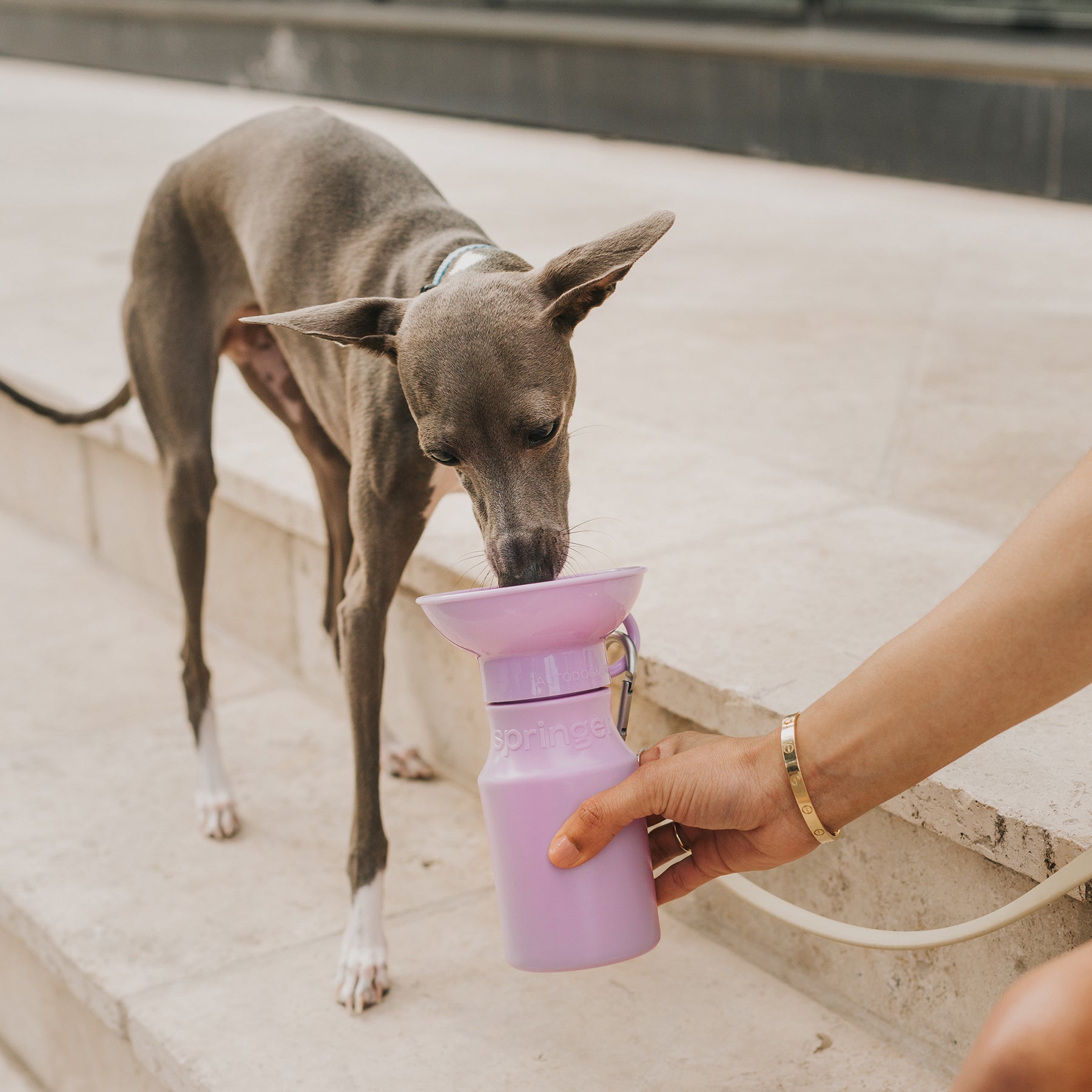 Mini Travel Dog Water Bottle Lilac - Re-leaf