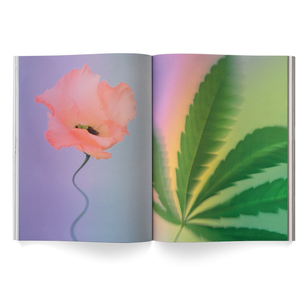 A weed is a flower - the weed book by Broccoli 