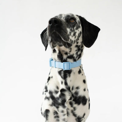 Dog Collar Blue - Re - leaf