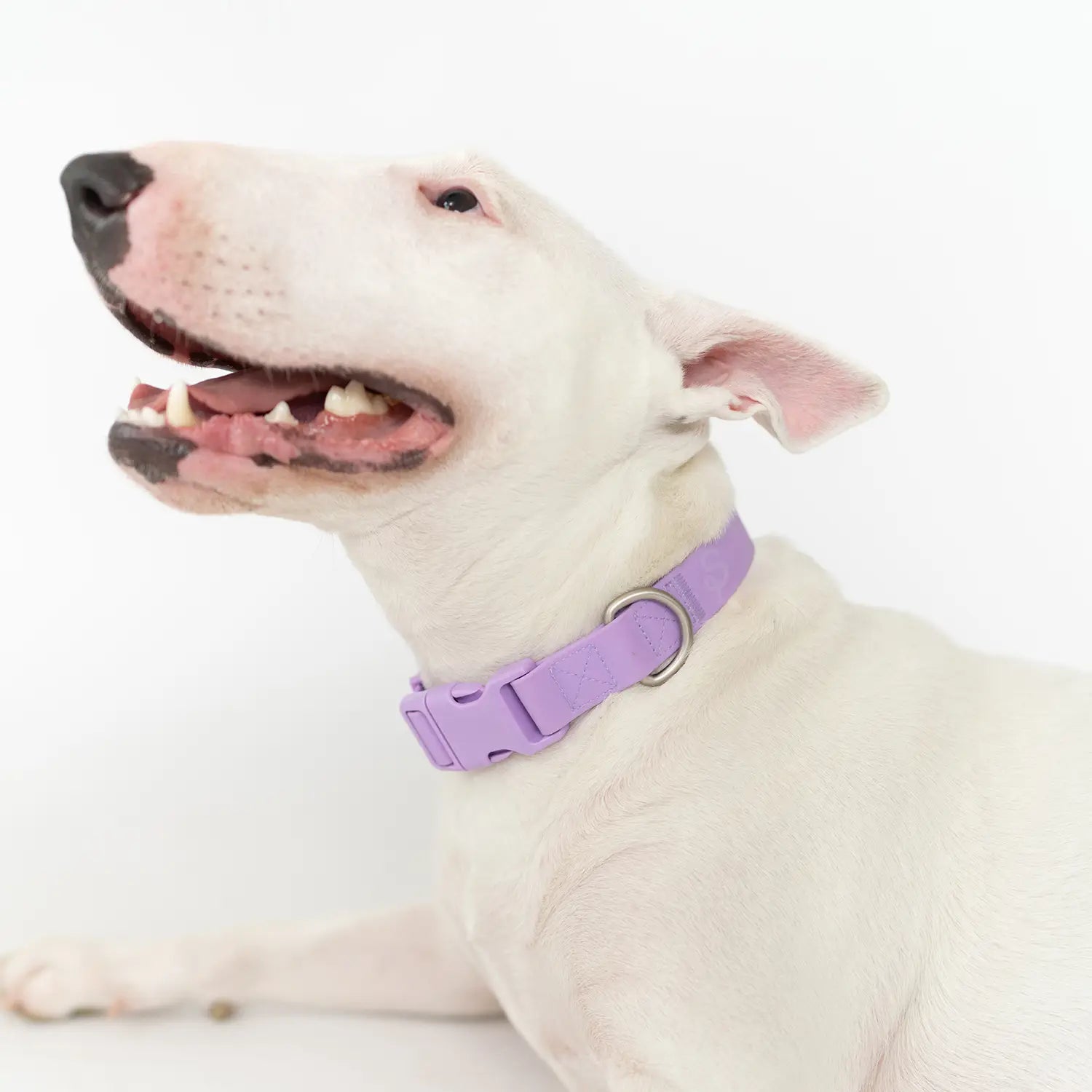 Dog collar Lilac - Re-leaf