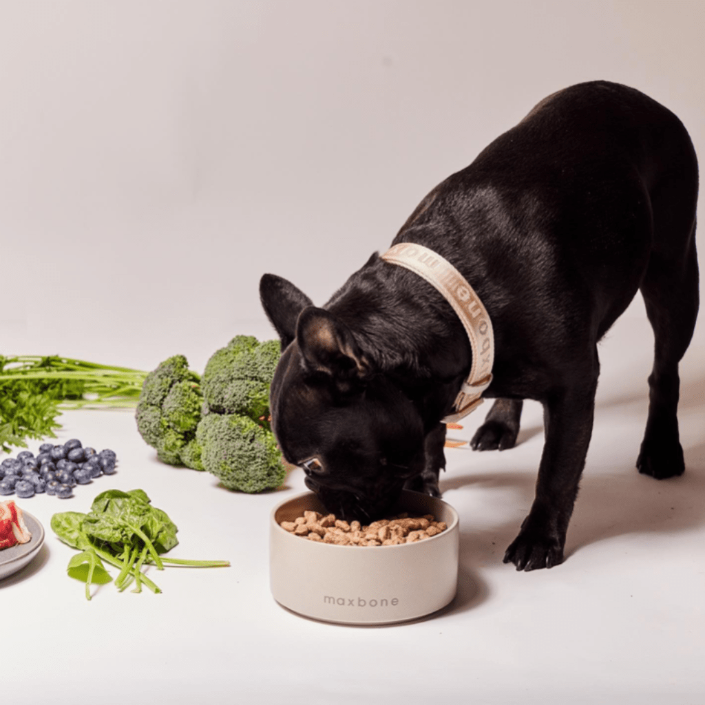 Signature dog Collar Peach - Re - leaf