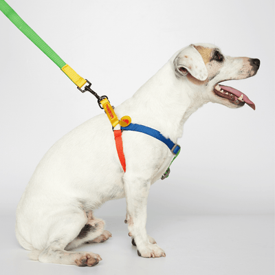 Sonia Dog Harness Yellow and Lime - Re - leaf