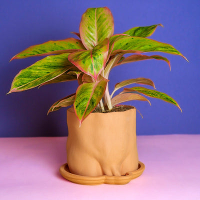 Terracotta Bootie Plant Pot - Re - leaf