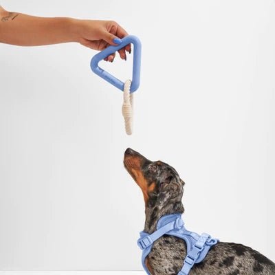 Triangle Tug Dog Toy - Re - leaf